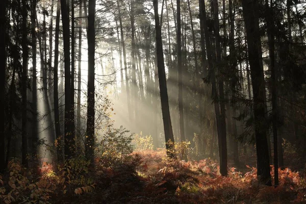 10月中旬在波兰的一个雾蒙蒙的针叶林中日出 — 图库照片