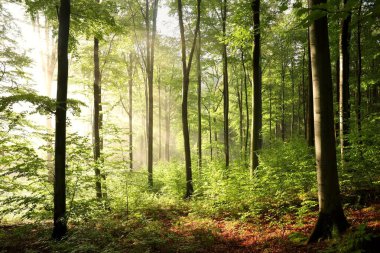 Sisli bir sabahta birkaç günlük yağmurdan sonra sonbahar kayın ormanları.