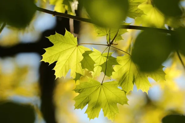Розміщення Весняного Кленового Листя Гілці Дерев Польща — стокове фото