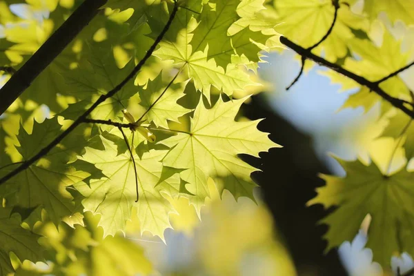 Розміщення Весняного Кленового Листя Гілці Дерев Польща — стокове фото