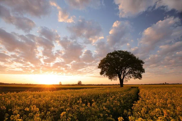 Oak Tree Blooming Rapeseed Field Sunrise Poland — Stock Photo, Image