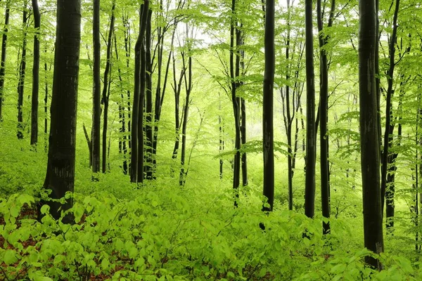 在下雨天的山坡上 春天森林里的山毛榉树 — 图库照片
