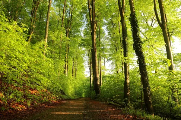 Trail Spring Beech Forest Sunrise Poland — Stock Photo, Image