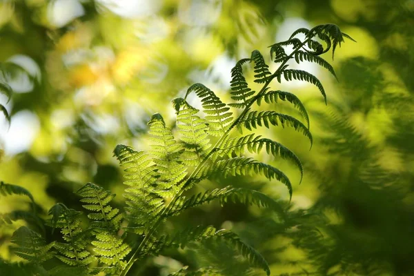 Közelkép Páfrányról Erdőben Egy Napos Tavaszi Reggelen — Stock Fotó