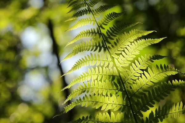 Close Fern Forest Sunny Spring Morning — Stock Photo, Image