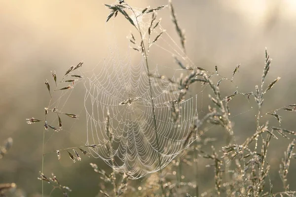 日の出の間の牧草地のクモの巣 — ストック写真