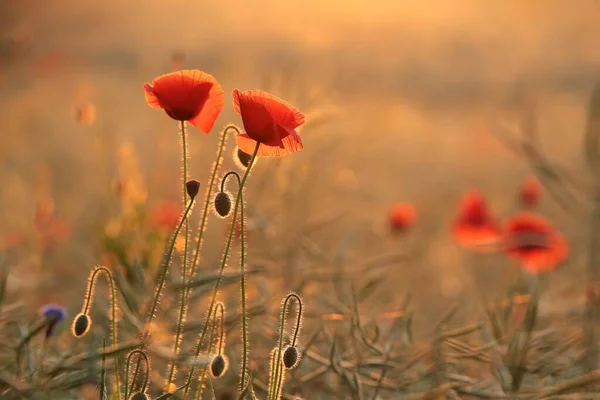 Poppies Field Sunrise — Stock Photo, Image