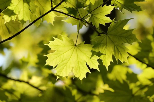 Крупним Планом Весняне Кленове Листя Гілці Дерева — стокове фото