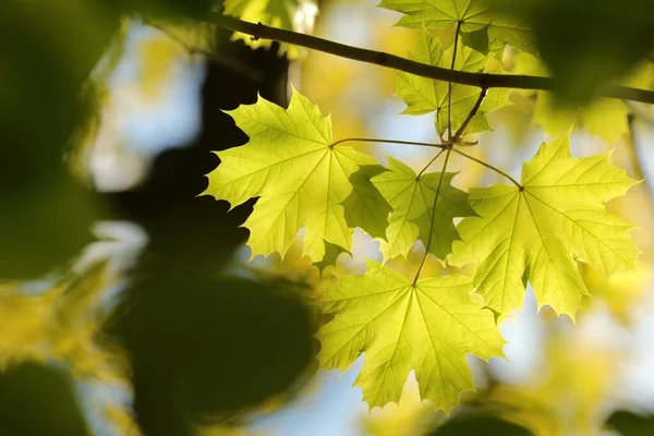 Detailní Záběr Jarních Javorových Listů Větvi Stromu — Stock fotografie