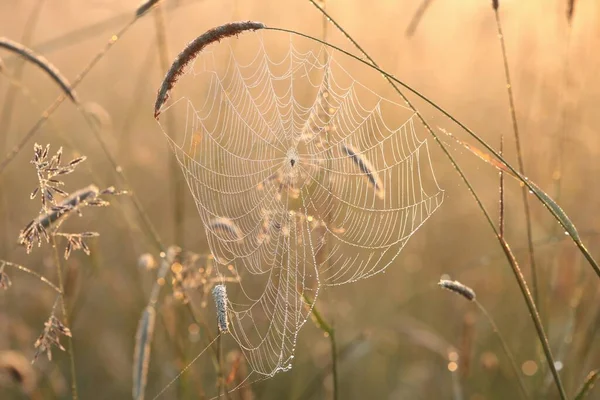 Pavučina Louce Při Východu Slunce — Stock fotografie