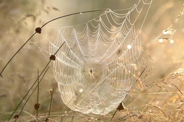 일출시 목초지에 거미줄 — 스톡 사진