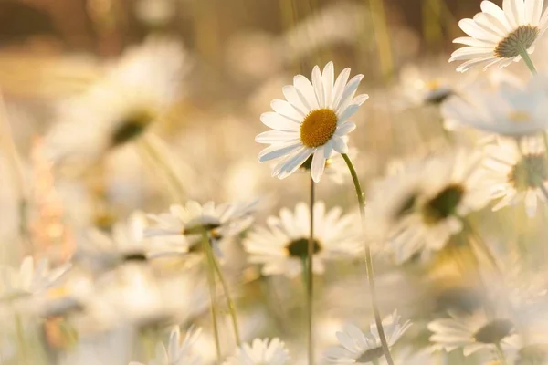 Daisies Spring Meadow Early Morning — Stock Photo, Image