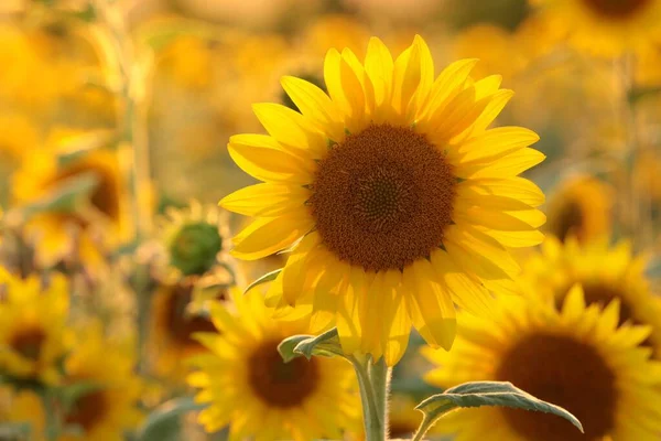 Sunflower Helianthus Annuus Sunset — Stock Photo, Image