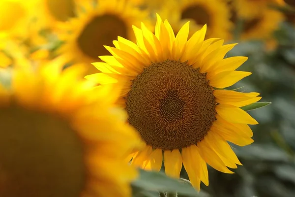 Sunflower Helianthus Annuus Sunset — Stock Photo, Image