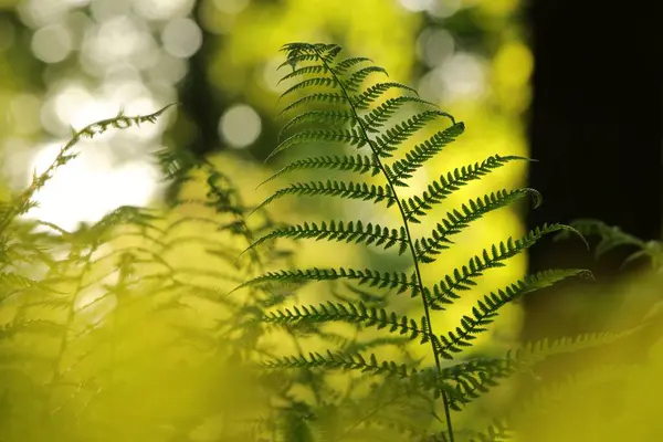 Zbliżenie Paproci Lesie Słoneczny Wiosenny Poranek — Zdjęcie stockowe
