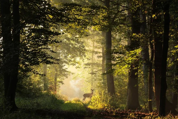 Geyik Sonbaharın Başlarında Gün Doğumunda Bir Orman Yolunda — Stok fotoğraf