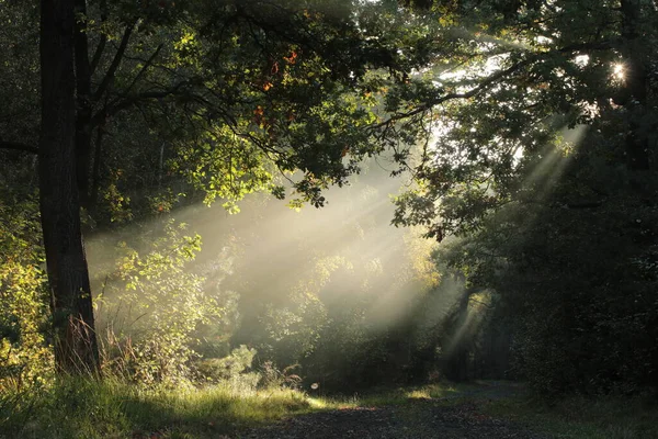 霧深い秋の朝にオークの木の間の森の道 ストック画像