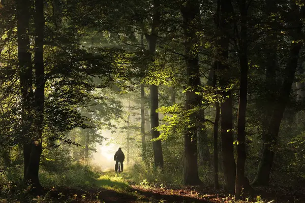 日の出の間 秋の森の中をサイクリストが走る ストック写真