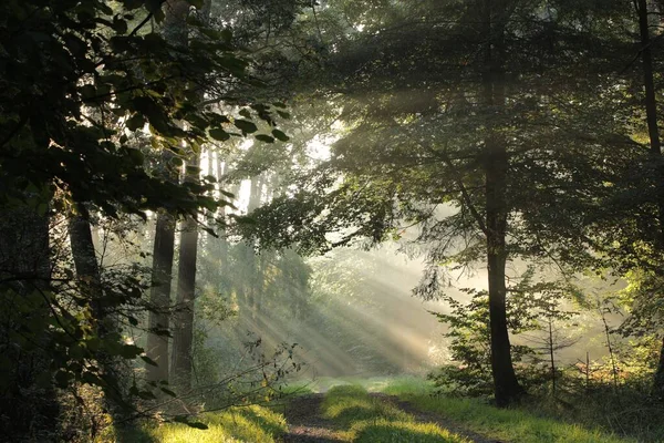 秋天的一个雾蒙蒙的早晨 在橡树间的一条林间小路 免版税图库照片