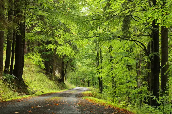Wiejska Droga Przez Las Deszczowy Wrześniowy Poranek — Zdjęcie stockowe
