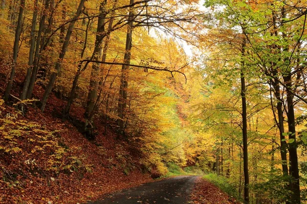 Букові Дерева Помаранчевих Кольорах Осені — стокове фото
