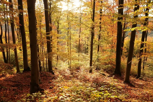 日の出の間の秋のブナの森 ポーランド ロイヤリティフリーのストック写真