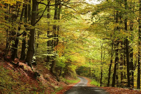 Ścieżka Leśna Przez Jesienny Las Bukowy Pod Koniec Października — Zdjęcie stockowe
