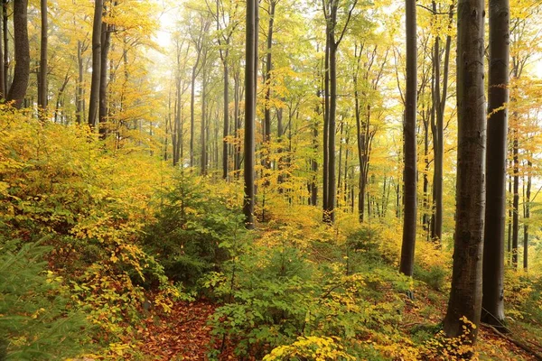 Beukenbomen Het Herfstbos Een Mistig Regenachtig Weer Polen Stockfoto
