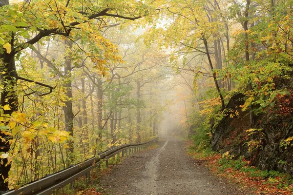 Ein Waldweg Durch Den Herbstlichen Buchenwald Ende Oktober Stockbild