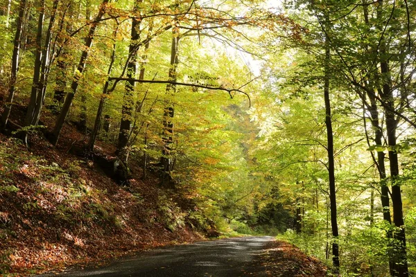 Ekim Ayının Sonunda Sonbahar Kayın Ormanlarında Bir Orman Yolu - Stok İmaj