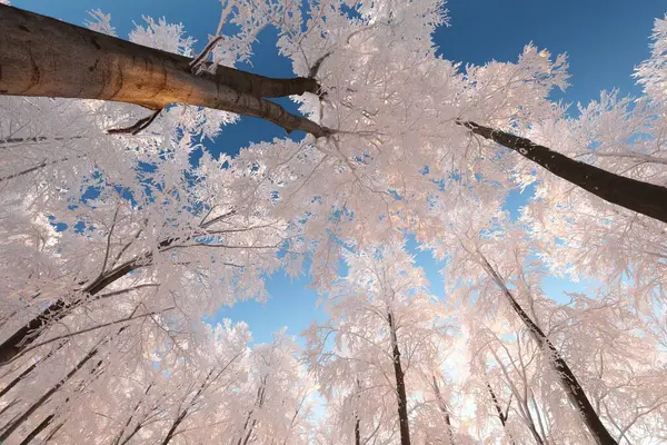 Beech Trees Blue Sky Winter Morning 图库照片