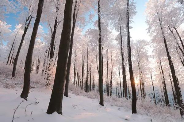 冬天的风景 日出时山毛榉林覆盖着新雪 免版税图库图片