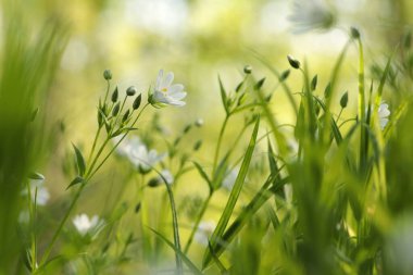 Rabelera - Stellaria Holostea ormanda çiçek açıyor.