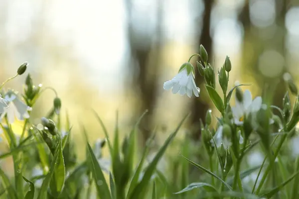 Rabelera Stellaria Holostea Blooming Forest Stockfoto