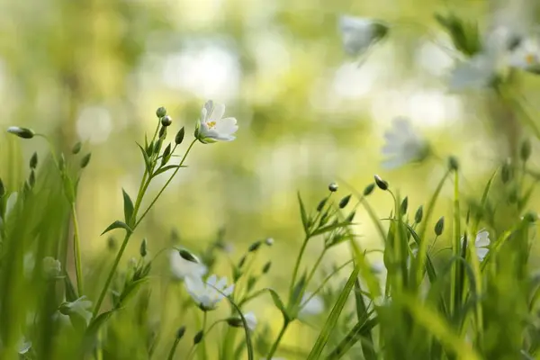 Rabelera Stellaria Holostea Blooming Forest Fotos de stock libres de derechos