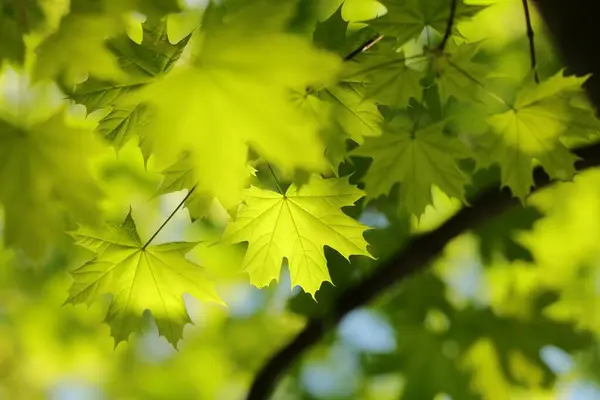 Ağaç Dalındaki Bahar Akçaağaç Yapraklarına Yakın Çekim Telifsiz Stok Fotoğraflar
