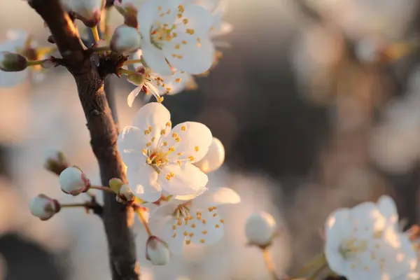 Şafakta Bir Ağaçta Açan Bahar Çiçekleri Stok Resim
