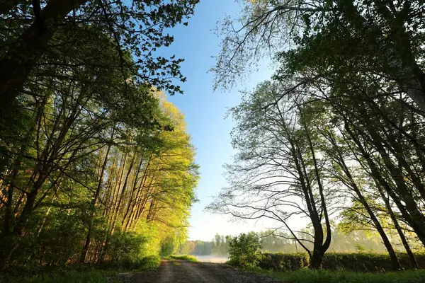 Gün Doğarken Bir Göletin Kenarındaki Toprak Yol Polonya Telifsiz Stok Fotoğraflar