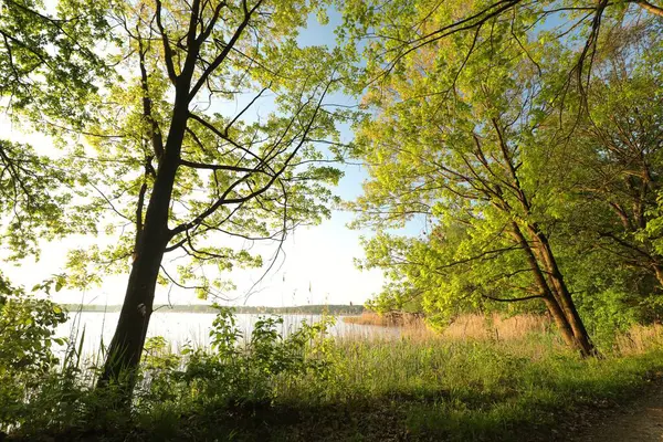 Stejarii Primăvară Malul Lacului Evidențiați Răsăritul Soarelui Imagini stoc fără drepturi de autor