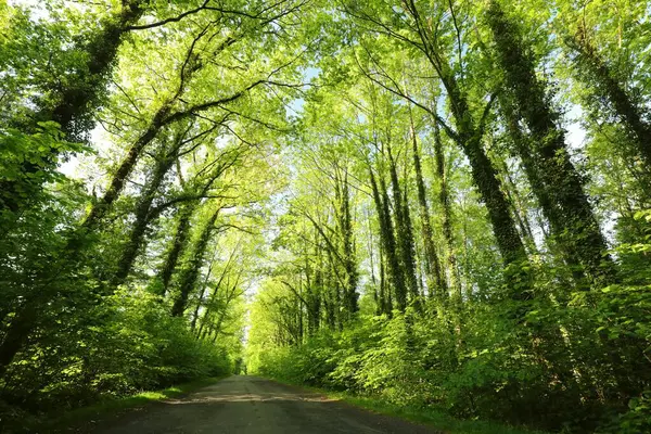 Polonya Nın Bahar Aylarında Yaprak Döken Ormanlarından Geçen Köy Yolu Stok Fotoğraf