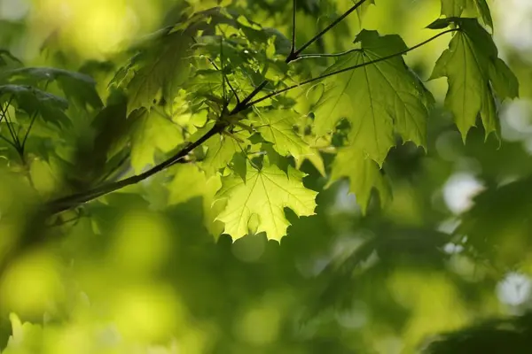 Ağaç Dalındaki Bahar Akçaağaç Yapraklarına Yakın Çekim Stok Resim