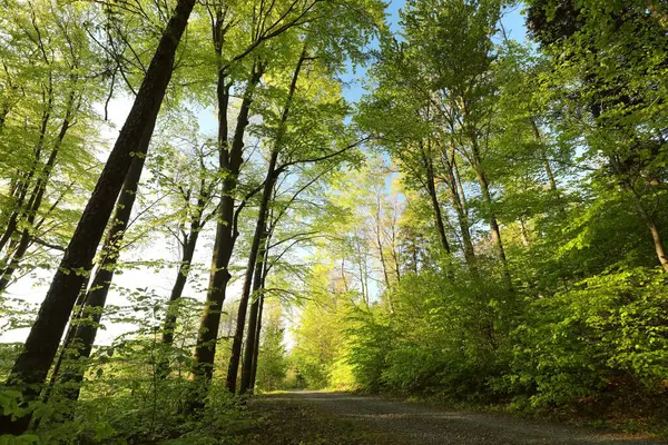 Path Spring Deciduous Forest Poland ロイヤリティフリーのストック画像