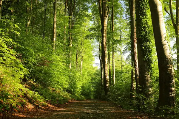 Gündoğumunda Bahar Kayın Ormanı Ndan Geçen Patika Polonya Stok Fotoğraf