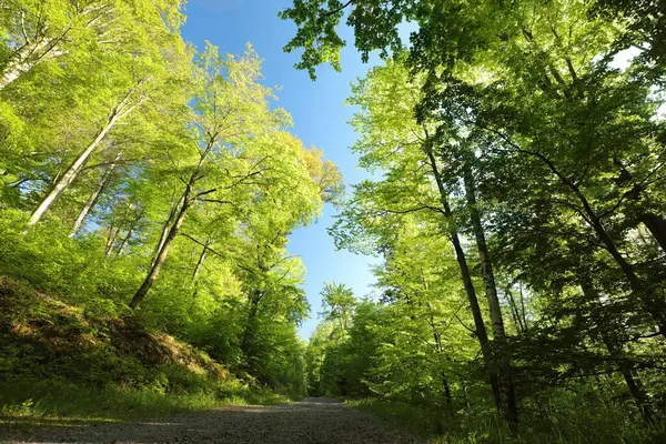 Path Spring Deciduous Forest Poland ロイヤリティフリーのストック写真