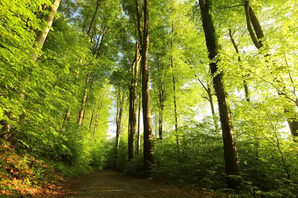 Gündoğumunda Bahar Kayın Ormanı Ndan Geçen Patika Polonya - Stok İmaj
