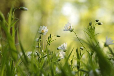 Rabelera - Stellaria Holostea ormanda çiçek açıyor.