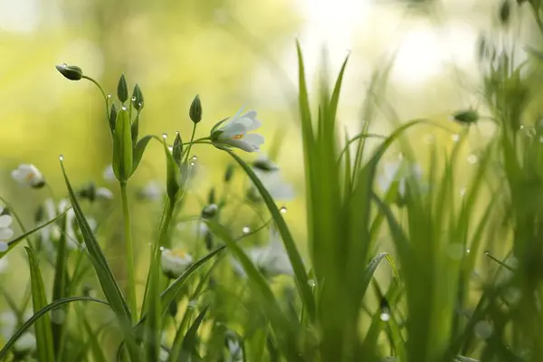 Stock image Rabelera - Stellaria holostea blooming in the forest.