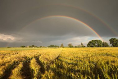 Gün batımında bir tahıl tarlasında gökkuşağı ve kara yağmur bulutları.