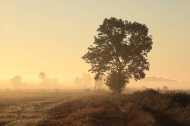 Güneş doğarken sisli havada toprak yolun yanındaki kül ağacı..