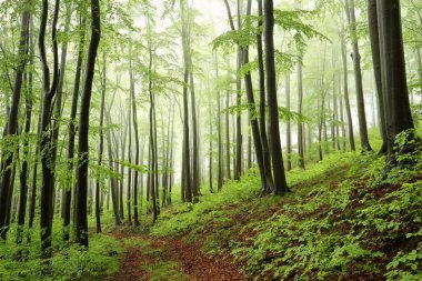 Bahar ormanlarında kayın ağaçları, yağmurlu havalarda bir dağ yamacında, Polonya.